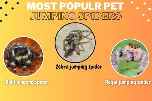 Most common pet jumping spiders