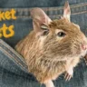 Pocket Pets-[All you Need to Know]