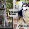 Alaskan Husky Vs Siberian Husky (Key  Differentiators)